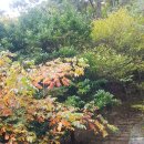 2025년 11월 8일 장산 억새 구경하세요^^ 이미지