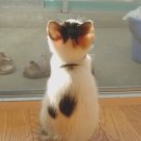 복실복실 이미지
