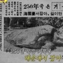 거북이 이미지