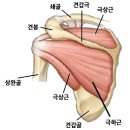 갱년기 - 멀쩡한 어깨가 갑자기.. 어깨관절 강화 트레이닝 이미지