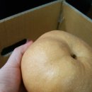 배포큰농장