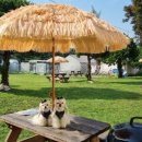 골드펫리조트 이미지