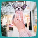 펫하임 강아지 고양이 이미지