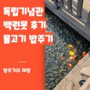 물고기(물과의 만남 | 독립기념관 백련못 : 아이와 산책, 물고기 밥주기까지 한 바퀴 솔직 후기