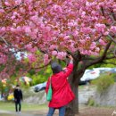 경주 가볼만한곳 경주 겹벚꽃 개화시기 불국사 위치주차 이미지