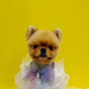 김해애견미용 맘바이 강아지 미용실 | 일산애견미용 찾으시나용 일산애견미용 맘바이 강아지미용실만큼 잘하는 곳 못 봤어요 생생후기...