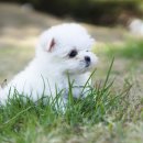 구산동 강아지 이미지