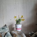 오리자 Daum카페