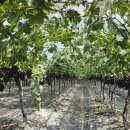 자옥농장 이미지