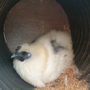 백봉파이프 이미지