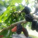 구성농장 이미지