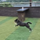 씽크독스쿨 네이버블로그