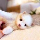 더펫샵 | 성남애견분양 고민하던 펫샵 방문 후기