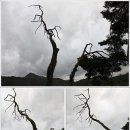 왕소나무집 이미지