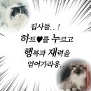 2025년 냥품점 고양이 장난감 신상품 리뷰 + 고양이장난감 추천 !