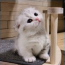 신암면037 이미지