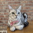 집사의 하루 건대점 | 아이와 가볼만한 고양이 카페 &lt;집사의 하루&gt; 건대점 후기