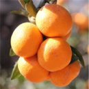 교래손칼국수 이미지