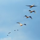 카페고니 이미지