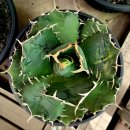 백경 이미지