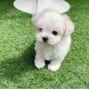 강아지와 고양이 이미지