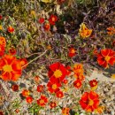 능가사에서 세크님과 이미지