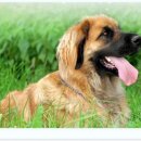 도그레온 이미지