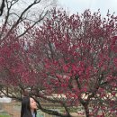 남평문씨본리세거지 주차장 | 대구 매화 명소 달성군 남평문씨본리세거지 홍매화 실시간 개화 후기