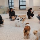 도그헬퍼 이미지