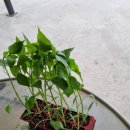 한일종묘농약사 이미지