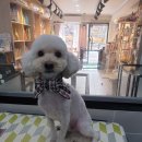 응암애견 이미지