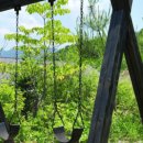 애견풀하우스 이미지