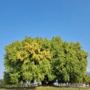 강하행정복지센터 (옥내1) | 단풍명소, 원주 반계리 은행나무, 실시간 CCTV 보는 법, 단풍 시기, 주차 정보, 꿀팁 총정리