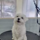 포테이토 독 이미지