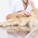 Dr.J동물병원 이미지