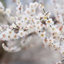 화개119지역대 이미지