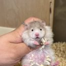 폴리폴