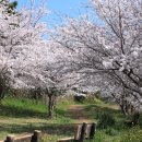 제주 도두봉 벚꽃 이미지