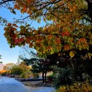 봉황대운동장 이미지