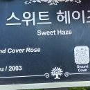 장미(193) (스위츠헤이즈(Sweet Haze) 이미지