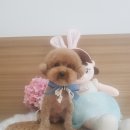 설 grooming 이미지