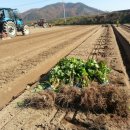 구미농장 이미지