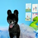 애견미용실 또이쁜댕 이미지