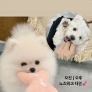하이댕댕 이미지