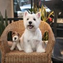 토비애견미용 이미지