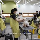 바닐라애견미용학원 이미지