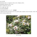 은희네식물