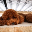 부산 리브동물의료센터 이미지