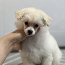 그루밍독 연구소 이미지