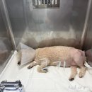 유앤아이동물병원 네이버블로그
